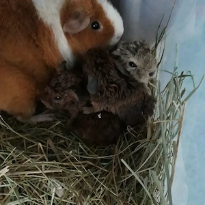 Meerschweinchen gesucht... ?