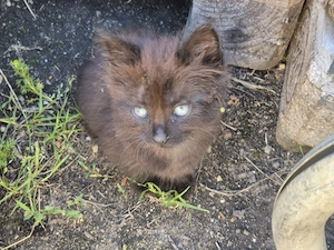 Katzenbabys sofort abgabebereit