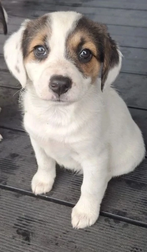 Entzückende Welpen aus einer Mischung aus Beagle und Jack Russell Terrier