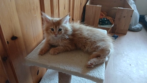 Traumhaft schöne reinrassige Maine Coon Kitten in redtabby, tricolor und white 