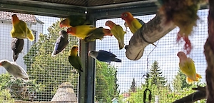 Pfirsichköpfchen, Rußköpfchen, Schwarzköpfchen und Rosenköpfchen