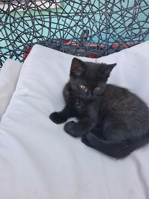   Weibliche  Babykatze sucht neues Zuhause 