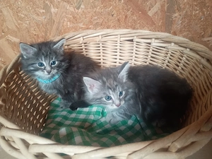 norwegische Waldkatzen, Kitten, Kater Katze abzugeben!