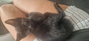 7 wunderschöne Babykatzen suchen ein Zuhause