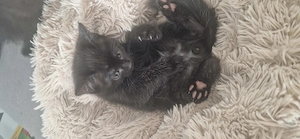 7 wunderschöne Babykatzen suchen ein Zuhause