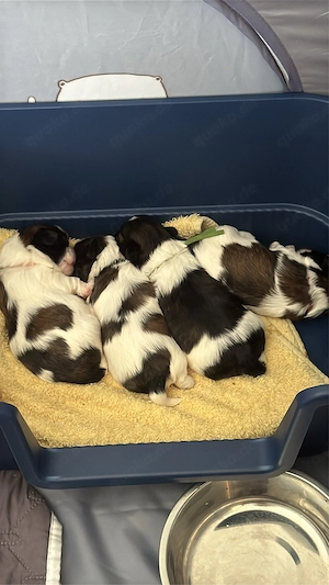Shih-tzu von den Disneys