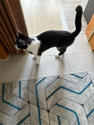 Katze 11 Monate zum verkaufe 