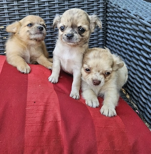 Chihuahua Welpen Rüden
