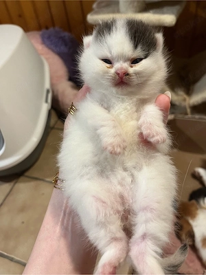 noch 2 BKH Kitten mit Stammbaum