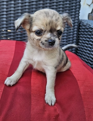 Chihuhua Welpen 4 schöne Rüden