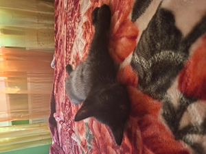 Katchen BKH Mischung 