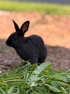 Süße Angora - Zweigkaninchen mix abzugeben