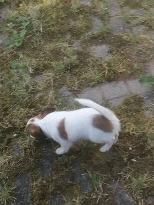Chihuahua 