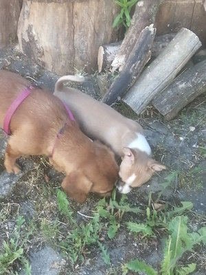 Chihuahua 