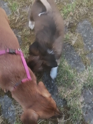 Chihuahua 