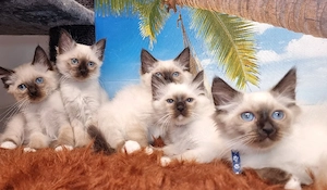 Heilge Birma Kitten 