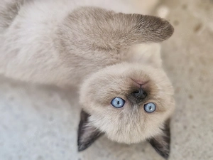      Wunderschöne Kitten mit blauen Augen suchen ein liebevolles Zuhause     