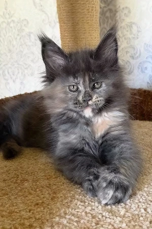 Misty die ultimative12 Wochen alte Schildpatt-Maine-Coon-Kitten