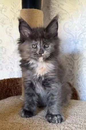 Misty die ultimative12 Wochen alte Schildpatt-Maine-Coon-Kitten