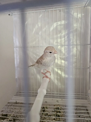 Raza espa ola kanarienvogel 