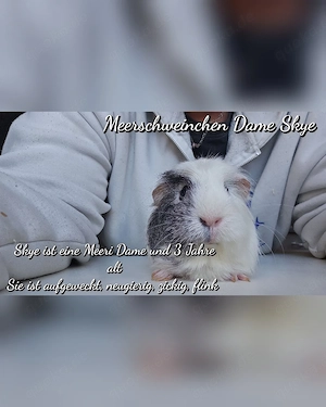 Meerschweinchen Damen 