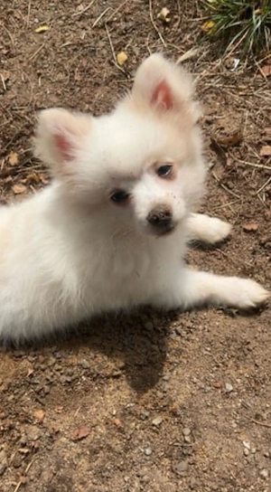 liebevolles Pomchi-Mädchen 
