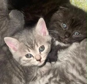 BKH Katze babykatze 