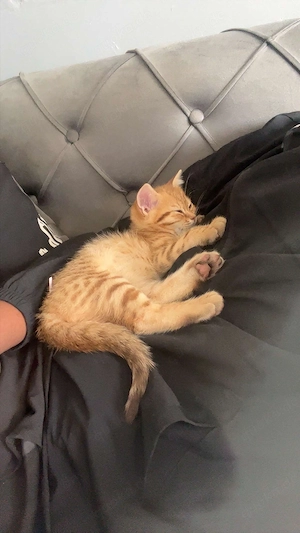 süße Babykatzen (Kitten)