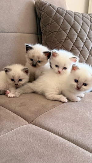 Wunderschöne reinrassige Heilige-Birma-Kitten suchen liebevolles Zuhause