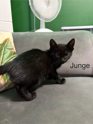Wunderschöne kitten suchen ein für immer zuhause
