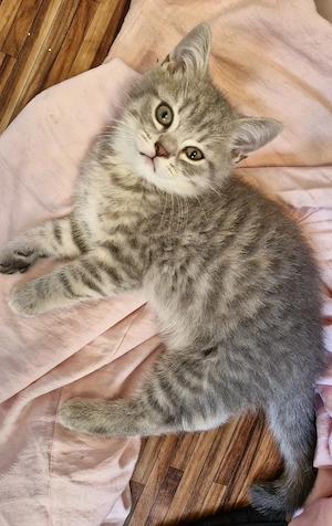Britisch Kurzhaar kitten Bkh  Abgabe in 13 Tagen 
