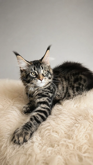 =^..^=Traumhaft schöne Maine Coon kitten mit Stammbaum aus seriöser Zucht =^..^=