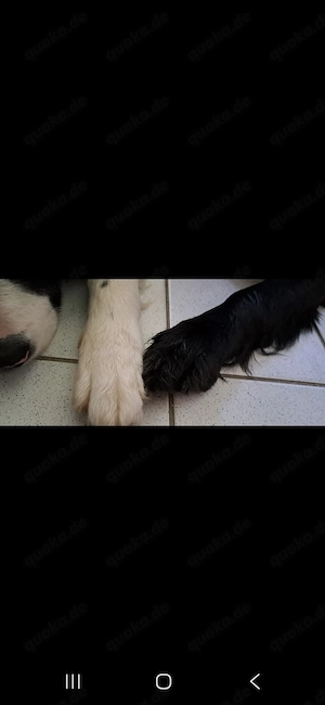 Golden Retriever-Labrador Australian Sheperdmix Mixwelpen suchen liebevolles Zuhause