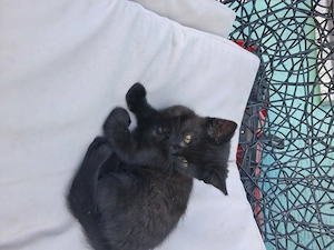   Weibliche  Babykatze sucht neues Zuhause 