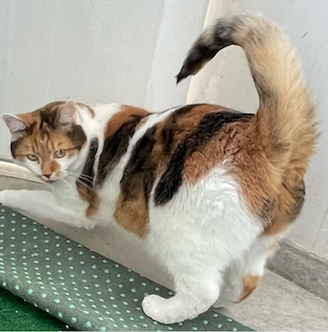 liebevolles katzen geschwisterpaar 