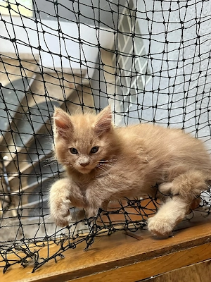 Reinrassige Maine-Coon Babys
