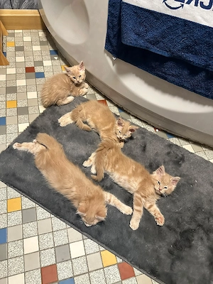 Reinrassige Maine-Coon Babys