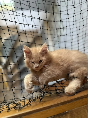 Reinrassige Maine-Coon Babys