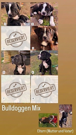 Bully-mix-Welpen 