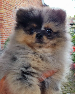 Zwergspitzwelpen  Pomeranianwelpen von der Soerheide 