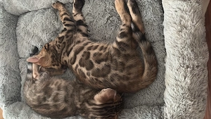 Bengal Kitten zu haben