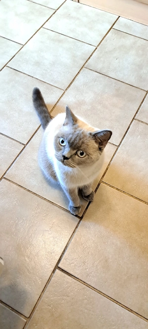 Britisch Kurzhaar-Katze