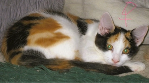 Maine Coon Mix Babys XXL auszugsbereit 