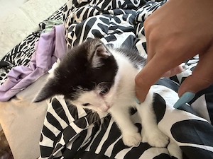 Katzenbaby kitten Babykatze 