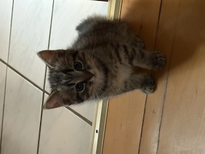 BKH Kitten in Tabby 