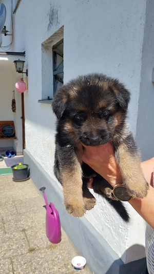 Schäferhundwelpen 