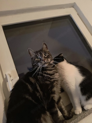 Kater katze 6 Jahre zum adoptieren 