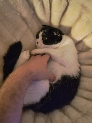 Kater katze 6 Jahre zum adoptieren  Bild 4