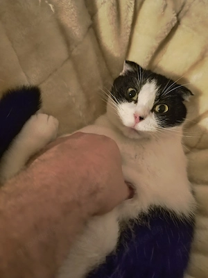 Kater katze 6 Jahre zum adoptieren  Bild 2