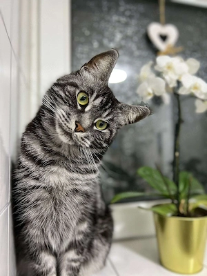 Kater katze 6 Jahre zum adoptieren  Bild 5